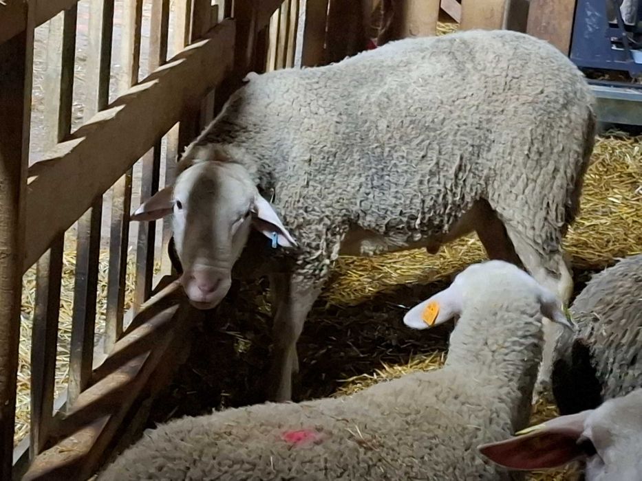 Продавам Овен Лакон