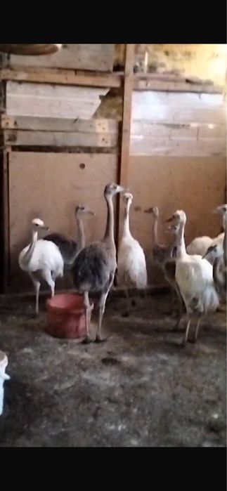 Disponibili Nandu Gri