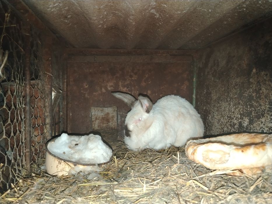 Продам Кроликов.