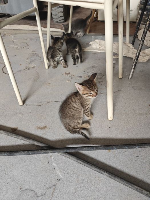 Отдам котят в добрые руки