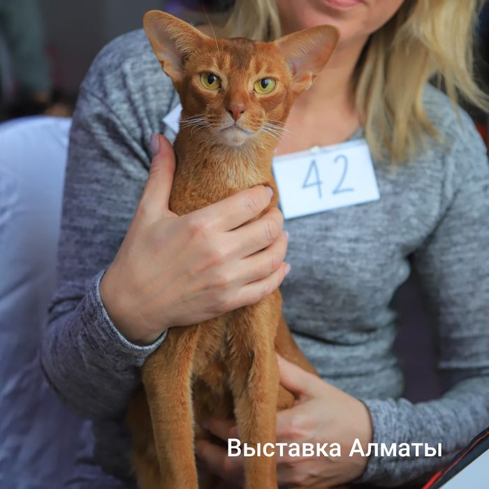 Абиссинские котята