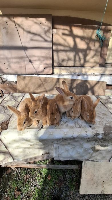 Burgund bollari sotiladi