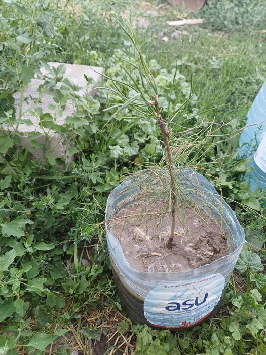 продаём саженцы топология итд