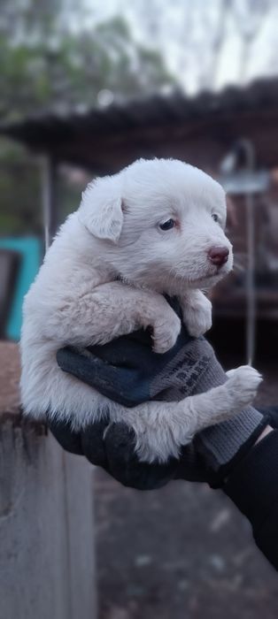 Отдам щенков девочек