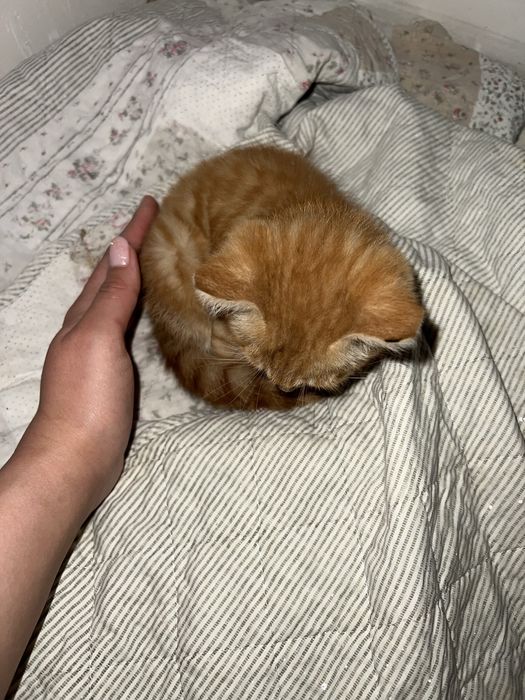 Отдам даром рыжую котенка