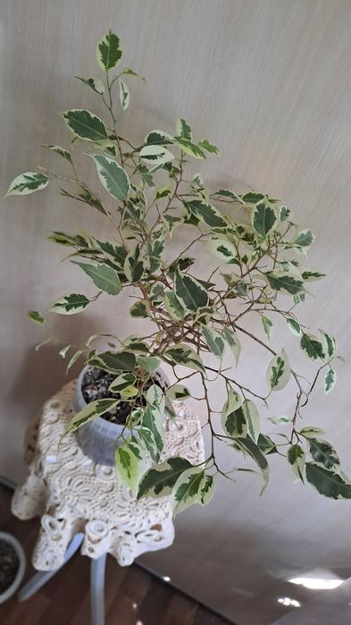 Фикус Бенжамина ( Старлайт)