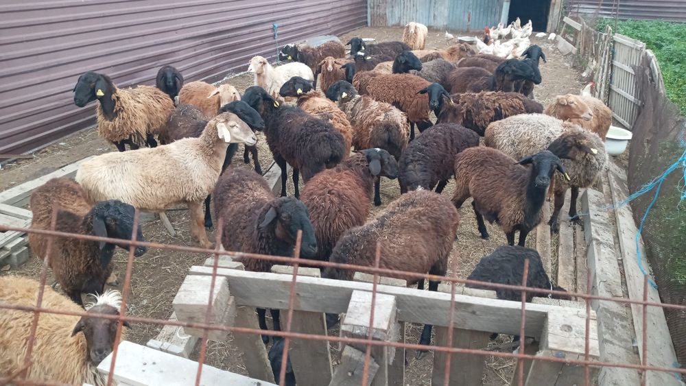 Қойлар сатылады . 55 000 мынан