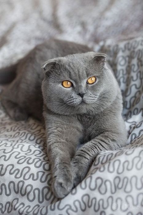 Шотландский Фолд
