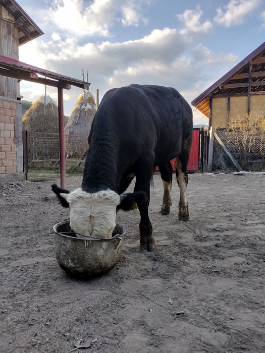 Taur Balțat German