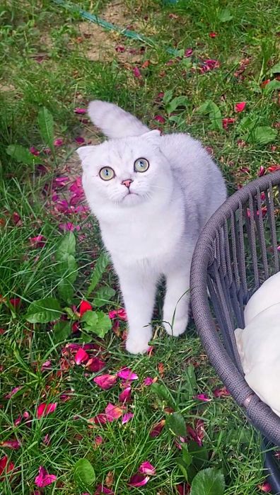 Baiat superb scottish fold cu pedigree