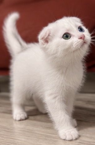 Вислоухий котенок с разными глазами.