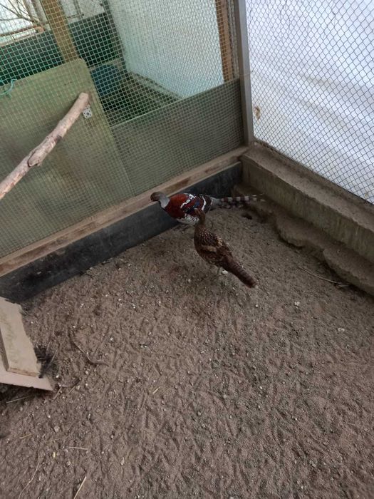 Фазаны порода Элиота