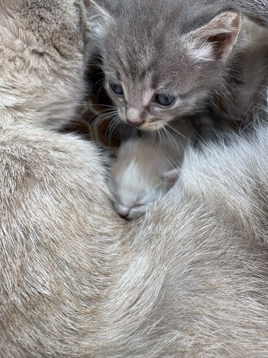 Милые котята ищут дом