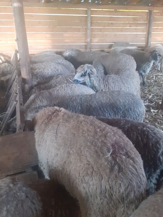 oi de vânzare, chiar și pe alese