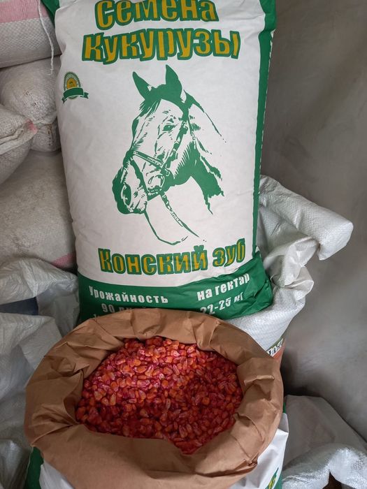 Семена кукурузы сатылады