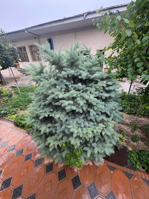 Продаются голубой ель