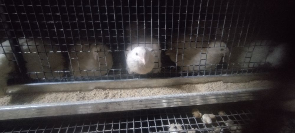 Бөденелер сатылымға ұсынылуда