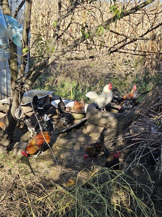 Găini americane schimb