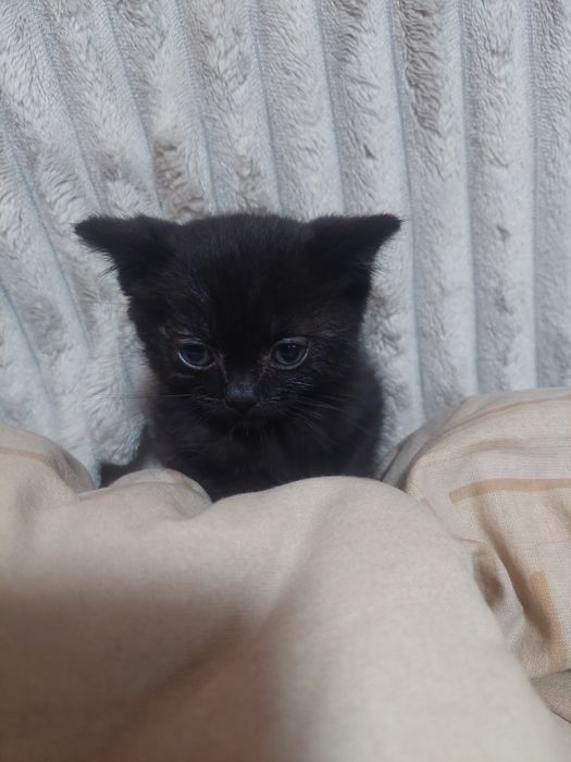 Котенок ищет дом и любящую семью
