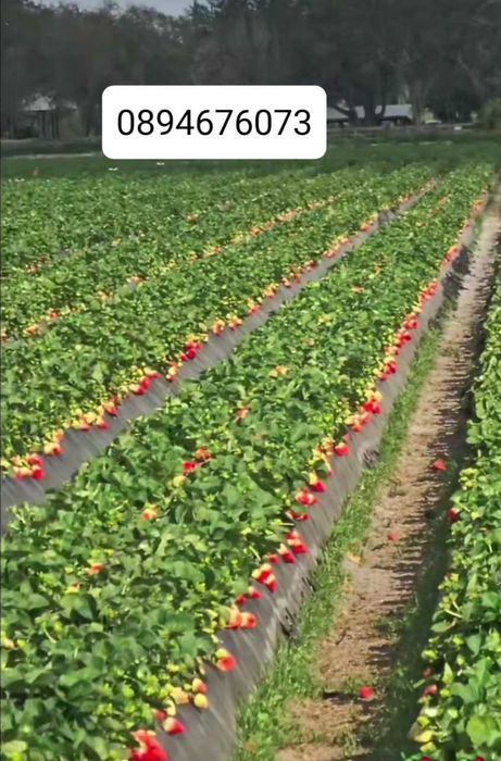 Продавам разсат ягоди