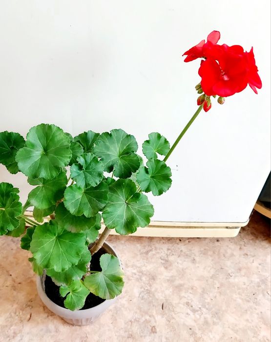 Домашние растения разные