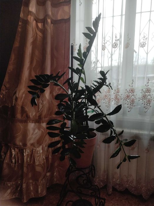 Цветок замиакулькас долларовое дерево