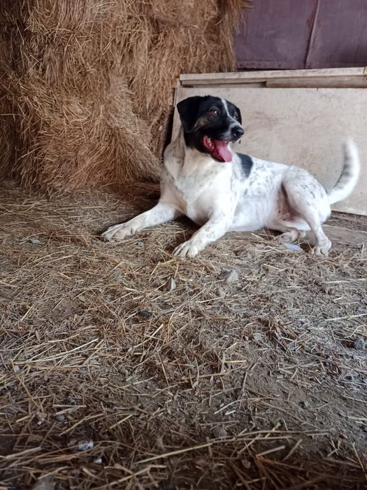 Собачка в добрые руки