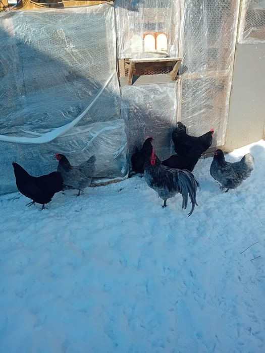 Pui Australorp  de vanzare