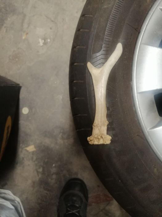 Говежди рог, животински. И от сръндак.