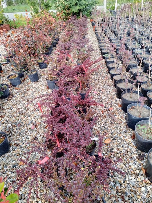 Albizzia,Platani,Tuia