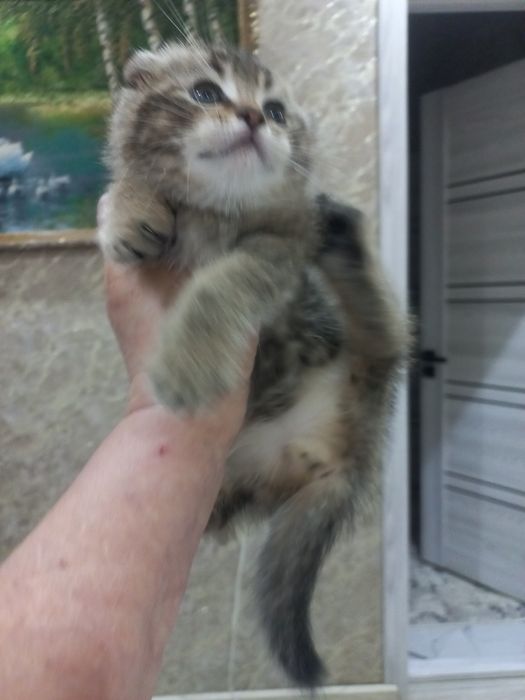 Продам котика шиншила