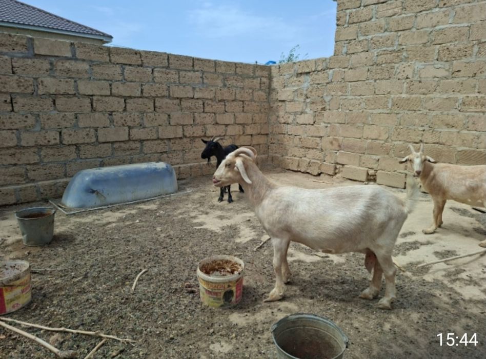 Сүтті Занен ешкілер сатылады.