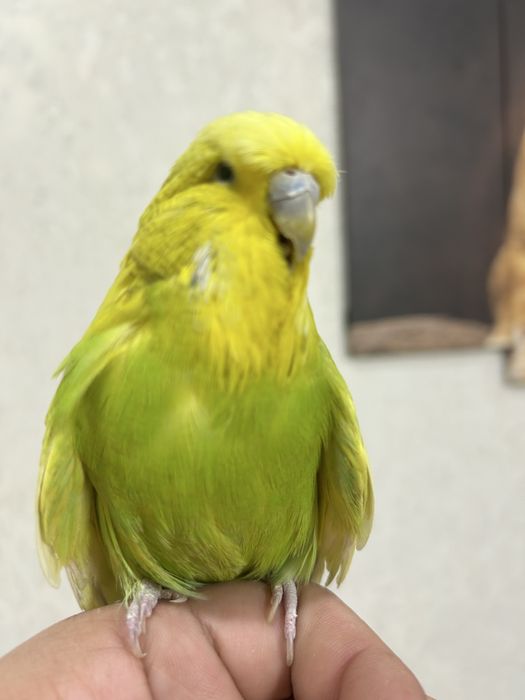 Выставочный попугай