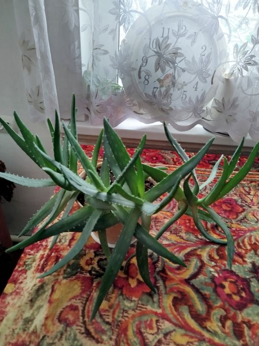 Алое вера (многолетник)