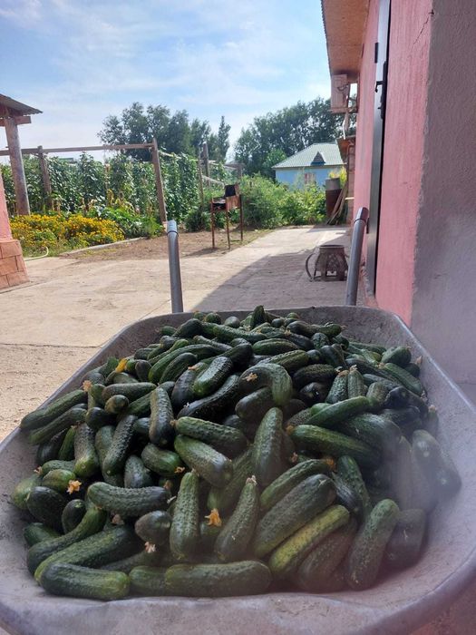 Продаются огурцы