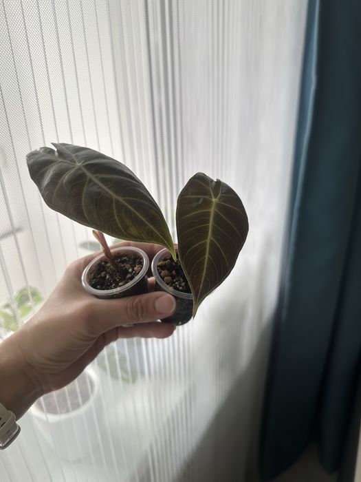 Алоказия Розовый Дракон