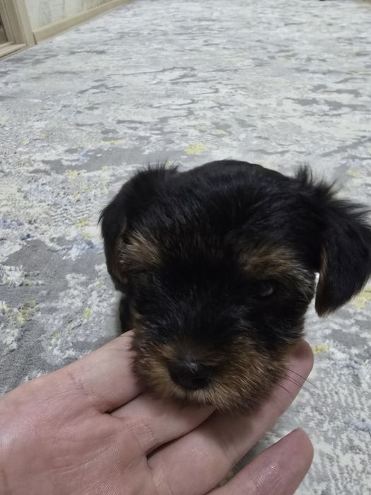 Йоркширский терьер