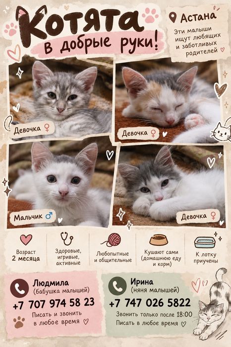 Отдам котят бесплатно