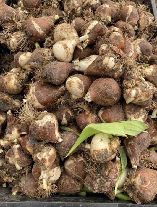 Луковицы тюльпаны по 10тг акция