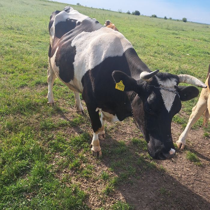 Vanb vaca de lapte