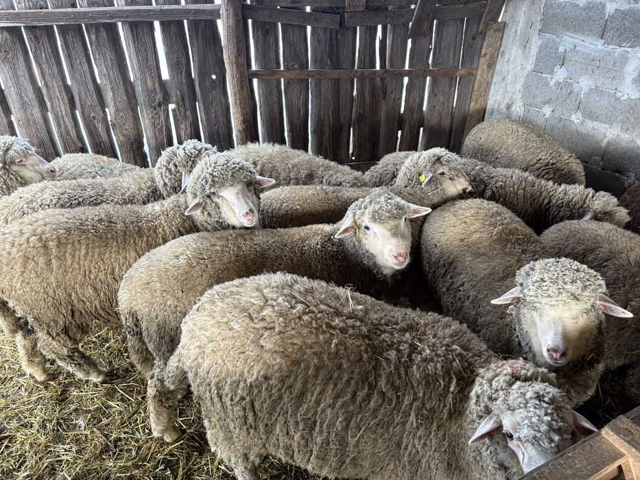 Vand berbecuti si mielute