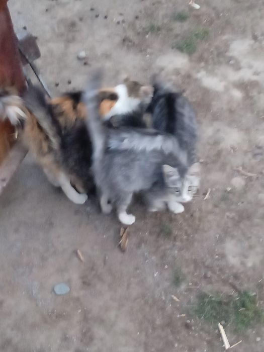 Отдам в добрые руки