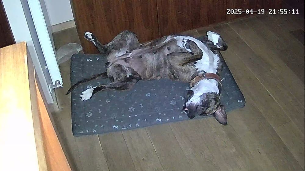 Donez catelusa jucausa  Presa Canario