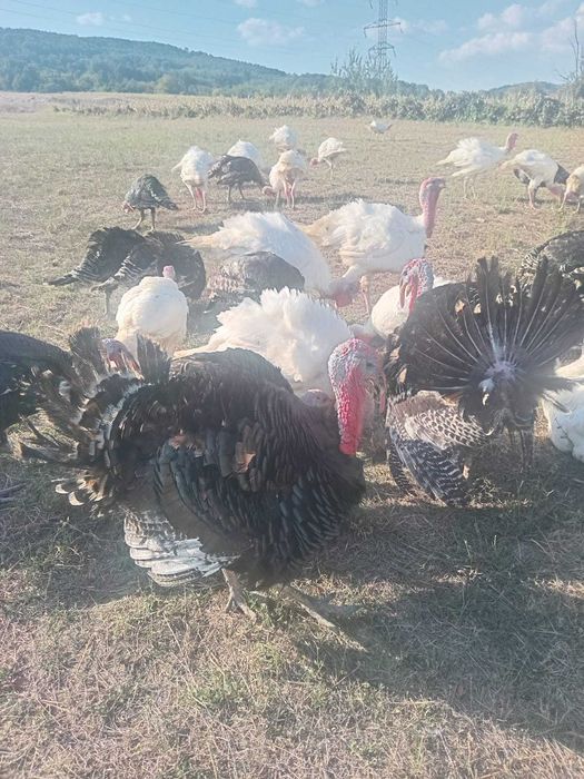 Oferta vand curcani 32 lei/kg