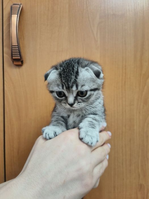 Милые шотландские скоттиш-фолд котята