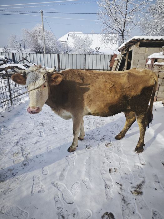 Продам корову стельную