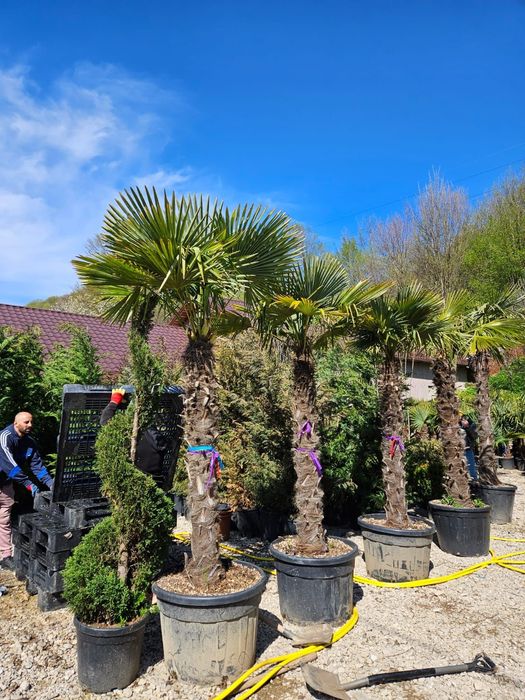 Palmierii rezistenți la îngheț toate dimensiunile