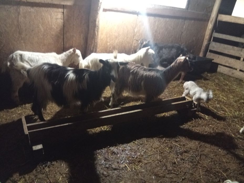 Schimb capre fătate pe oi