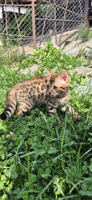 Бенгальские котята