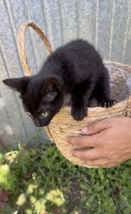 Котёнок-мальчик ищет добрый дом